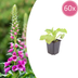 60x Roter Fingerhut (Digitalis purpurea) 10-25cm, Ø9cm Bild 1