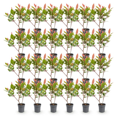 Green boutiQ - 24x Photinia fraseri Little Red Robin - Glanzmispel - Heckenpflanzen - Immergrün - Rot - Topf 9cm - Höhe 25-35cm