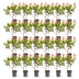 Green boutiQ - 24x Photinia fraseri Little Red Robin - Glanzmispel - Heckenpflanzen - Immergrün - Rot - Topf 9cm - Höhe 25-35cm Bild 2
