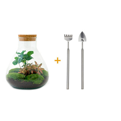 Flaschengarten 'Sammie Coffea' - DIY Mini-Biotop mit Pflanzen, 26cm