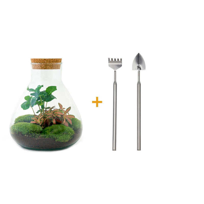 Flaschengarten 'Sammie Coffea' - DIY Mini-Biotop mit Pflanzen, 26cm