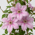 Clematis 'Hagley Hybrid' - Rosa Kletterpflanze, pflegeleicht, 2 Pflanzen Bild 3