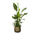Strelitzia Nicolai de luxe XXL - 250cm - ø40 Bild 1
