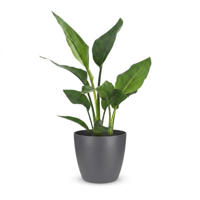 Green boutiQ - Strelitzia Reginea - Paradiesvogelblume - 1 Plant - met Potter Grijs - Pot 12cm - Hoogte - 35cm