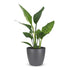 Green boutiQ - Strelitzia Reginea - Paradiesvogelblume - 1 Plant - met Potter Grijs - Pot 12cm - Hoogte - 35cm Bild 2
