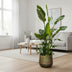 Strelitzia Nicolai de luxe XXL - 250cm - ø40 Bild 4