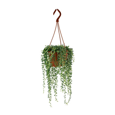 Senecio Herreianus (Perlenschnur) im 12cm Topf – Hängende Sukkulente