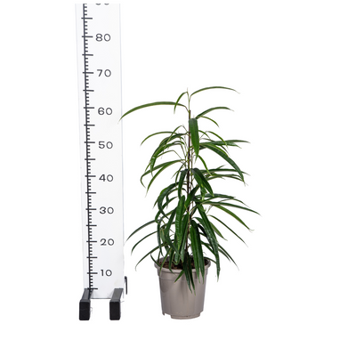 Ficus Binnendijkii Alii Ø17cm | Eleganter Zimmerbaum für helle Räume