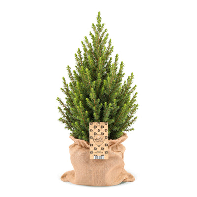 Picea glauca Conica - Zuckerhutfichte - Grün - Weihnachtsbaum - inkl. Jutesack - Ø19cm - ↕65cm