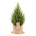 Picea glauca Conica - Zuckerhutfichte - Grün - Weihnachtsbaum - inkl. Jutesack - Ø19cm - ↕65cm Bild 2