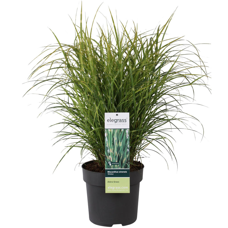 Zebra Gras 'Strictus' – Ziergras im Ø23cm Topf, ↕60cm