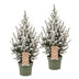 2x Picea glauca Conica - Zuckerhutfichte - Grün - Weiß - Weihnachtsbaum - Ø17cm - ↕65cm Bild 2