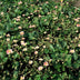 12x Wild Strawberry Plants Fragaria vesca (10-25cm, 9cm pot) Bild 5