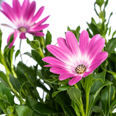 8x Osteospermum ecklonis Pink Ø12 cm - Ihr bunter Blickfang