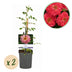 GreenboutiQ Kletterrose 'Salmon Queen' - 2 Pflanzen, hellrosa Blüten Bild 1