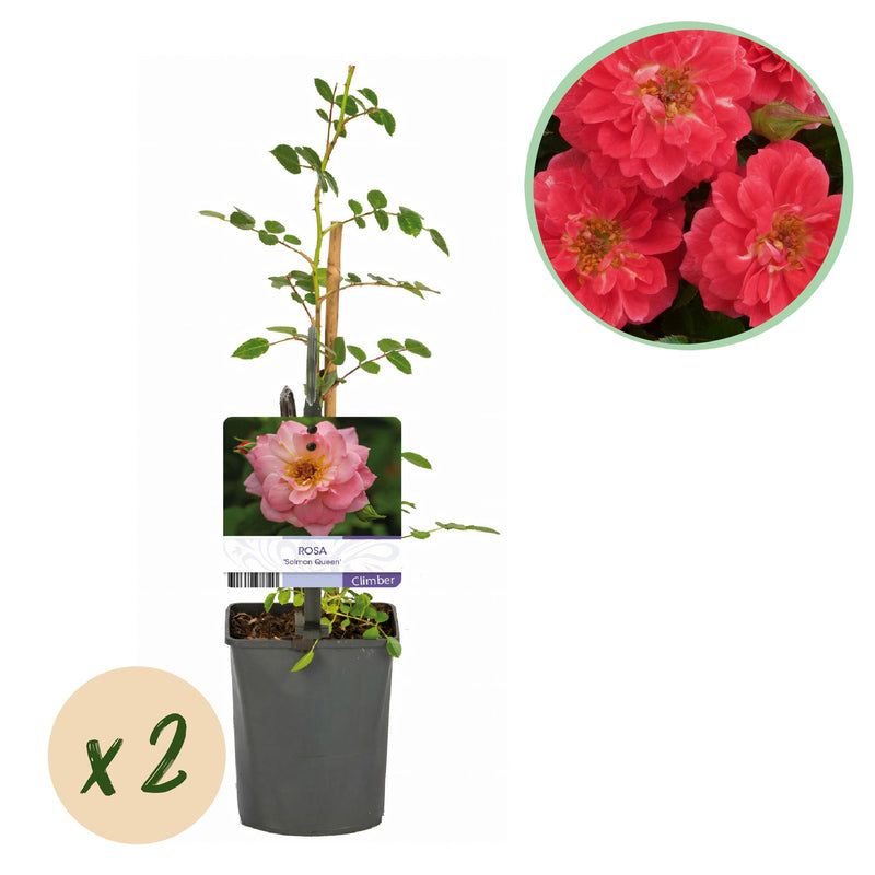 GreenboutiQ Kletterrose 'Salmon Queen' - 2 Pflanzen, hellrosa Blüten