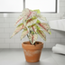 Künstliche Caladium weiß/pink, 57cm – Tropische Eleganz ohne Pflege Bild 2