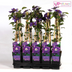 Clematis Multi Blue - Blauw, Ø15cm, ↕65cm Bild 4