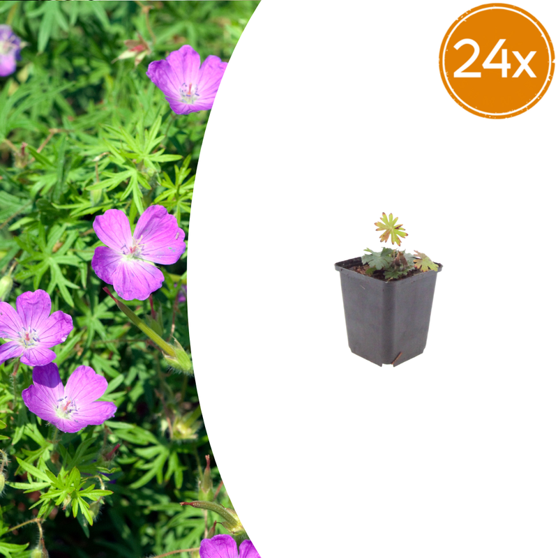 24x Storchschnabel 'Sanguineum' (10-25cm) - Leuchtend rosa Blüten