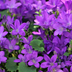 12x Campanula portenschlagiana - Dalmatian Bellflower, 10-25cm Bild 6