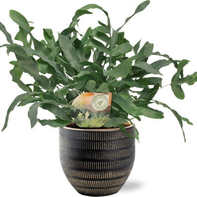 Phlebodium Blue Star - Ø12cm - ↕35cm + Beau Pot D14x13cm - Schwarz