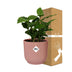 Coffea Arabica Topf ELHO Vibes Fold 14cm rosa Bild 4