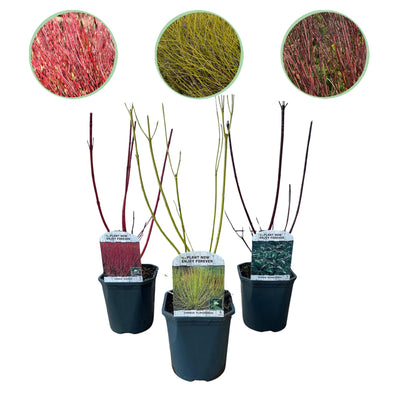 GreenboutiQ Cornus alba Tricolour - 3 Pflanzen im 17cm Topf