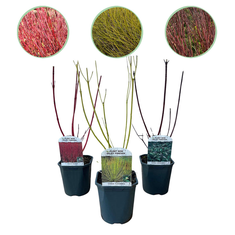 GreenboutiQ Cornus alba Tricolour - 3 Pflanzen im 17cm Topf