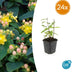 24x Hypericum inodorum 'Annebel' - ↕10-25cm - Ø9cm Bild 1