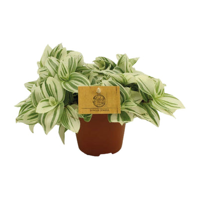 Tradescantia Brightness - Ø12 cm Topf, ca. 20 cm hoch