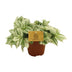 Tradescantia Brightness - Ø12 cm Topf, ca. 20 cm hoch Bild 1