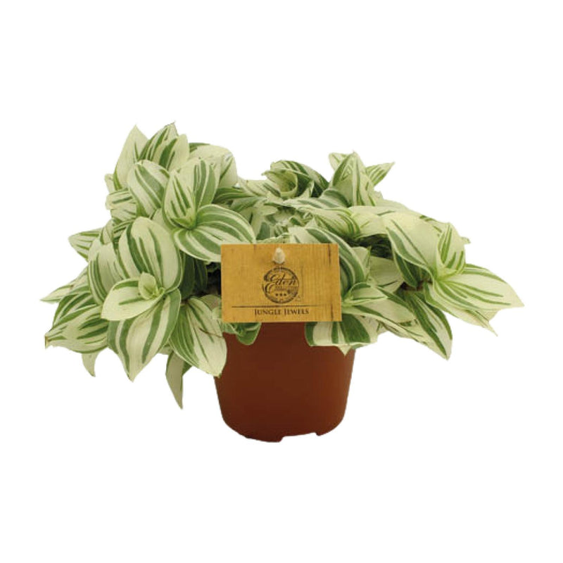 Tradescantia Brightness - Ø12 cm Topf, ca. 20 cm hoch