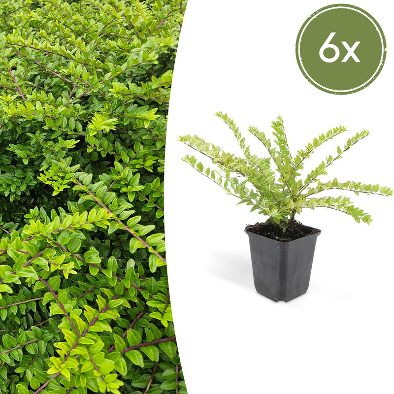 Lonicera nitida Maigrün Boxleaf Honeysuckle - Set of 6, 10-25 cm