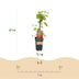 Malling Promise Himbeerpflanze: Rote Himbeeren, 2 Pflanzen im Topf Bild 3