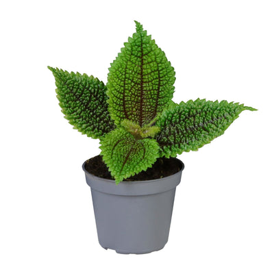 Pilea Moon Valley - Mondtal-Pflanze im Ø6cm Topf - Tropisch