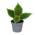 Pilea Moon Valley - Mondtal-Pflanze im Ø6cm Topf - Tropisch Bild 1