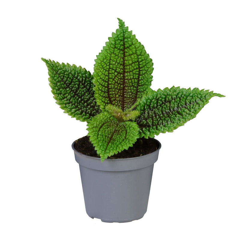 Pilea Moon Valley - Mondtal-Pflanze im Ø6cm Topf - Tropisch