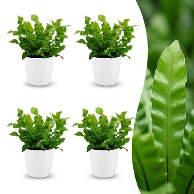 Green boutiQ - Asplenium Crispy Wave - Crispy Wave Fern - 4 Plants - with White Pot - Pot 12cm - Height - 30cm