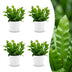 Green boutiQ - Asplenium Crispy Wave - Krauser Wellenfarn - 4 Pflanzen - mit Weißem Topf - Topf 12cm - Höhe - 30cm Bild 1