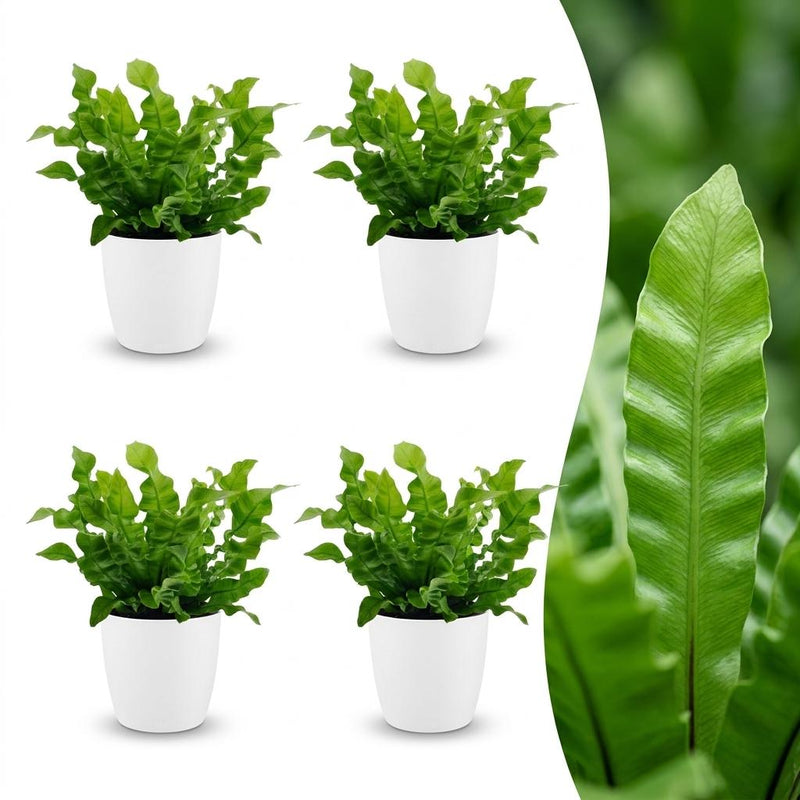 Green boutiQ - Asplenium Crispy Wave - Krauser Wellenfarn - 4 Pflanzen - mit Weißem Topf - Topf 12cm - Höhe - 30cm