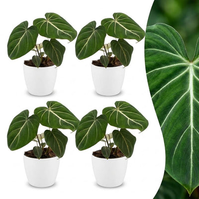 Green boutiQ - Philodendron Gloriosum - Gloriosum Philodendron - 4 Pflanzen - mit Weißem Topf - Topf 12cm - Höhe - 25cm