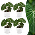 Green boutiQ - Philodendron Gloriosum - Gloriosum Philodendron - 4 Pflanzen - mit Weißem Topf - Topf 12cm - Höhe - 25cm Bild 1