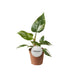 Philodendron White Princess - Ø12cm - ↕30cm Bild 2