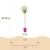 4x - Salix Flamingo - Ø23cm - ↕140-160cm Bild 3