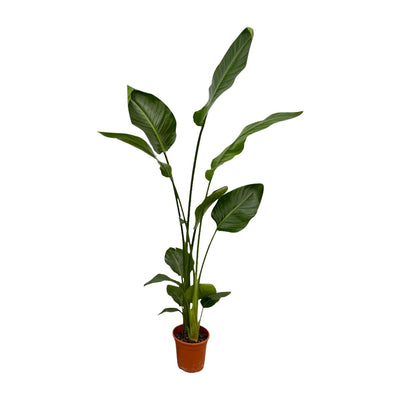 2x Strelitzia Nicolai (Baum-Strelitzie) - 130 cm - Ø17