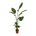 2x Strelitzia Nicolai (Baum-Strelitzie) - 130 cm - Ø17 Bild 2