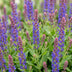 Green boutiQ - Perennial - Salvia nem. Sense Deepl Blue - Sage - Bee and Butterfly Attractors - Purple - 3 Plants - Pot 11cm - Height 15-25cm Bild 4