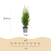 Green boutiQ - 24x Thuja occidentalis Smaragd - Lebensbaum - Heckenpflanzen - Immergrün - Grün - Topf 9cm - Höhe 20-30cm Bild 4