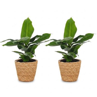Green boutiQ - Musa Oriental Dwarf - Orientalische Zwergbanane - 2 Pflanzen - mit Seegras Korb - Topf 12cm - Höhe 30cm