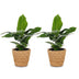 Green boutiQ - Musa Oriental Dwarf - Orientalische Zwergbanane - 2 Pflanzen - mit Seegras Korb - Topf 12cm - Höhe 30cm Bild 2